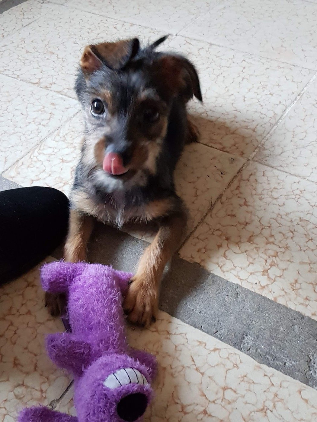 Cachorro con su juguete morado