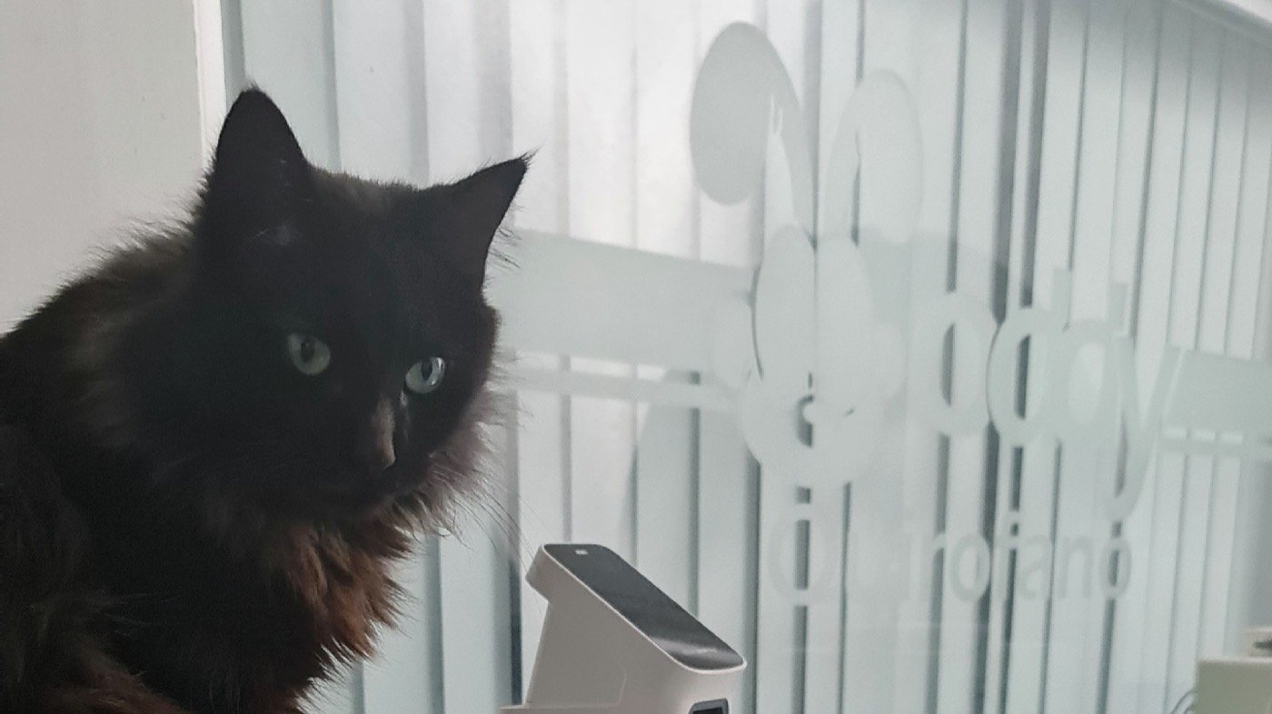 Gato negro en la sala de espera