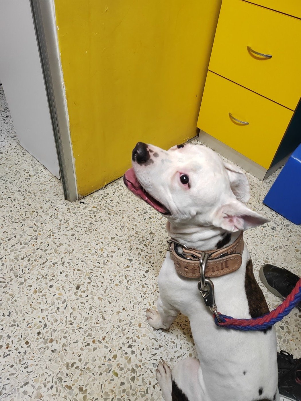 Perro en el consultorio