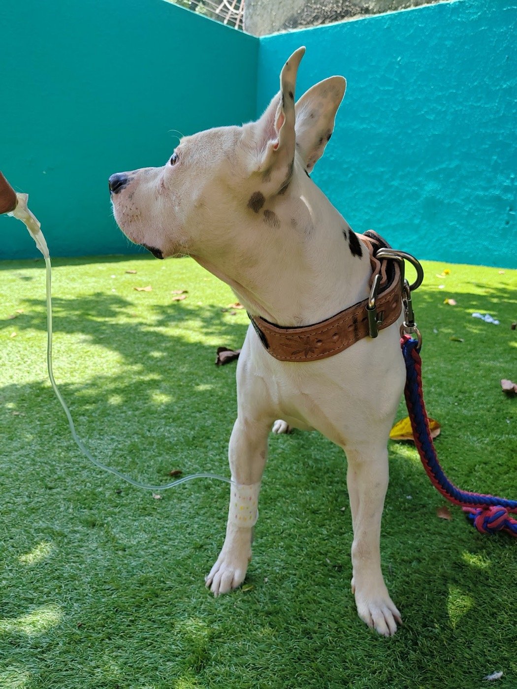 Perro blanco en el patio del hospital