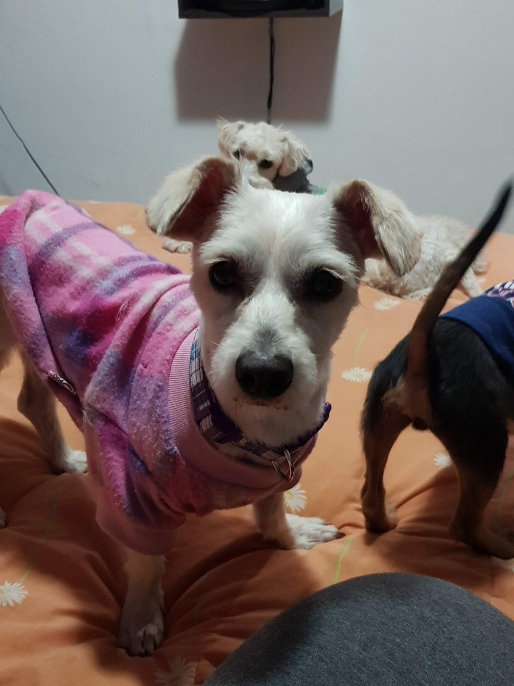 Perrita con suéter rosa