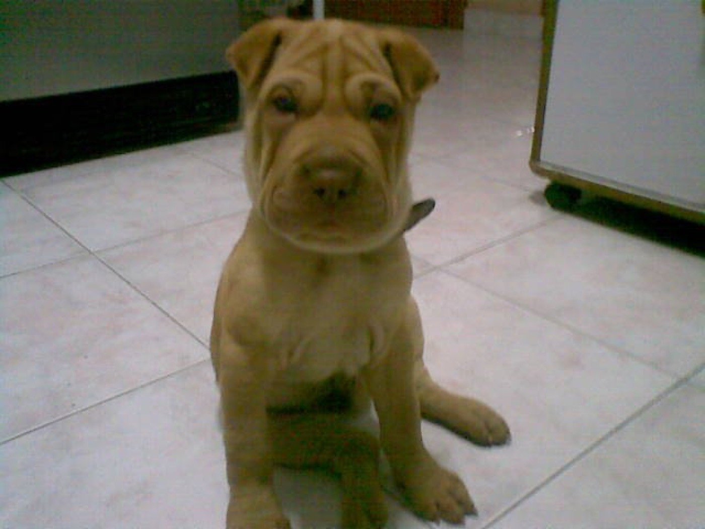 Cachorro shar pei sentado